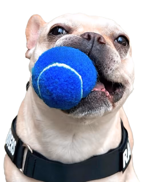 Bulldog Movers mascot holding a ball